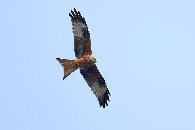 Red kite Milvus milvus