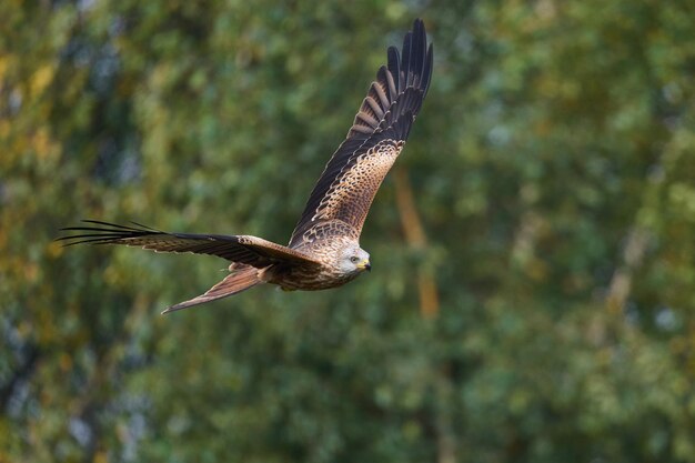 Красный коршун Milvus milvus