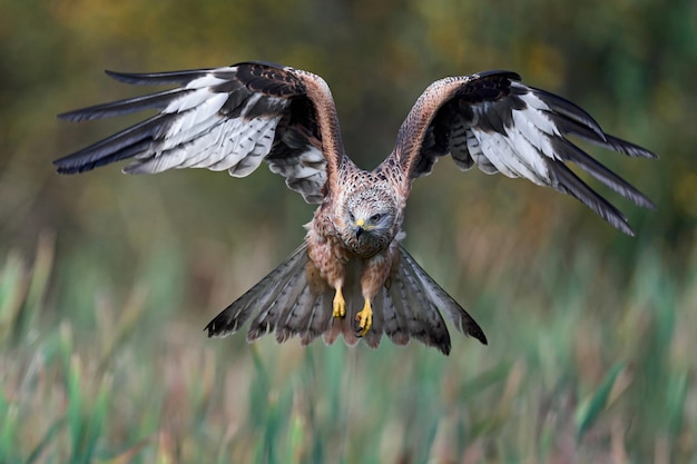 Red kite Milvus milvus