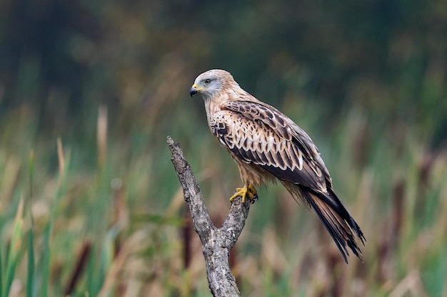 Red kite Milvus milvus