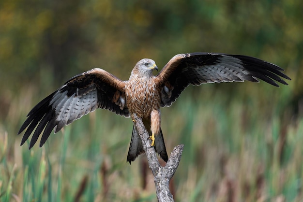 Красный коршун Milvus milvus