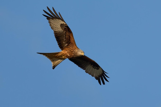 Red kite Milvus milvus