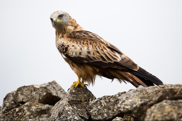 Red kite on perch