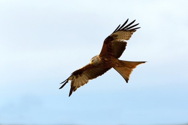 Red Kite with flying with the first lights of day