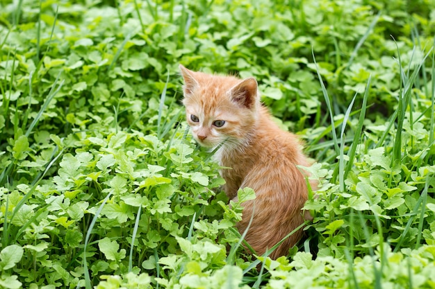 Red kitten in green grass, pets