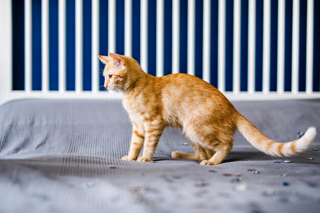 The red kitten lies on the gray blanket, looking around interestedly and wants to play with silver confetti