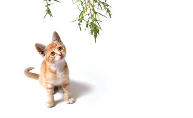 写真 白い背景に赤い子猫が緑の小枝を見上げます。かわいい飼い猫の接写。