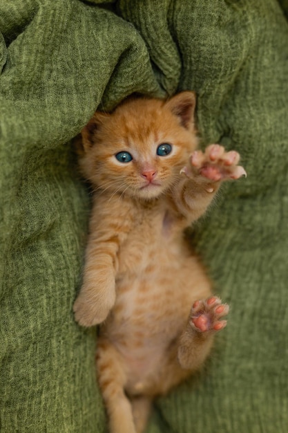 緑の毛布で遊ぶ赤い子猫