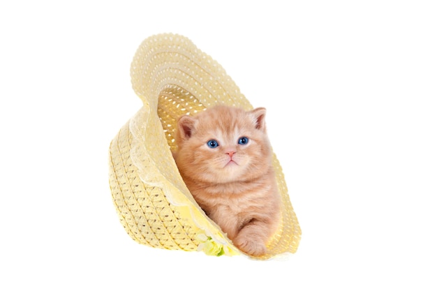 Red kitten sitting in a straw hat