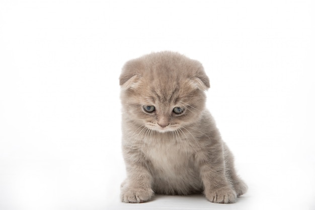 Red kitten sitting on a white wall isolated