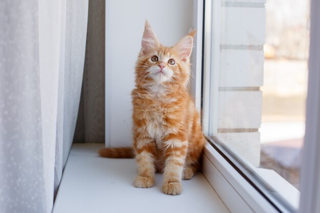 red kitten sitting on the windowsill looking out the window