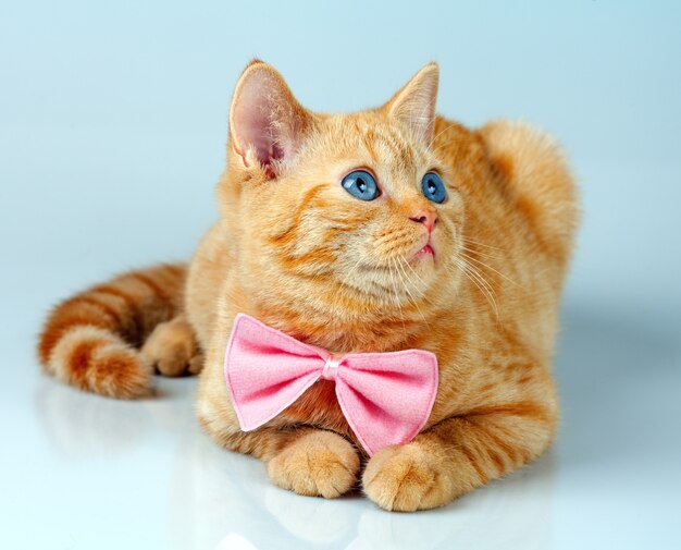 Red kitten wearing bow tie