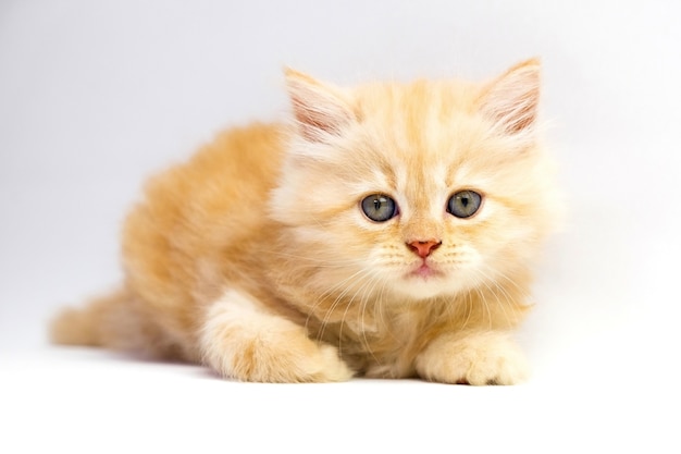 Red kitten