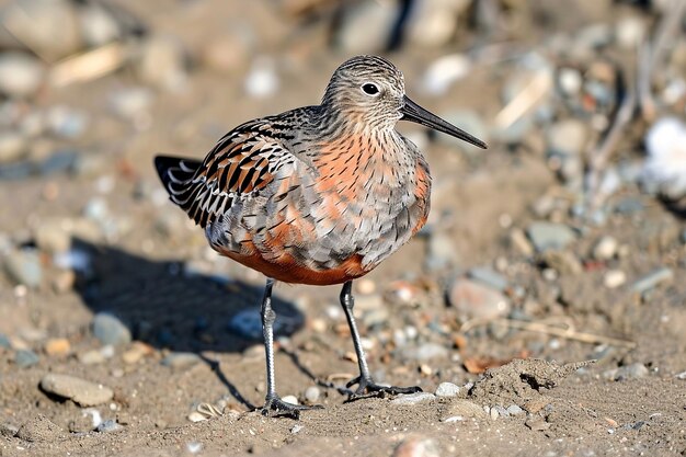 A red knot in its breeding plumage on the tundra