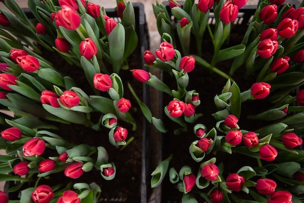 Red kung fu tulips with green leaves grow in the ground in a box on the floor indoors