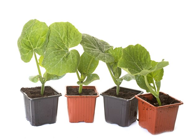 Red kuri squash and pumpkin plants