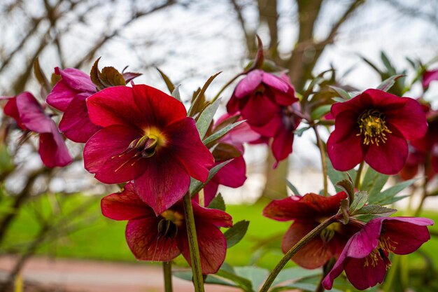 Red Lady spring Flower Purple oriental hellebore flower macro