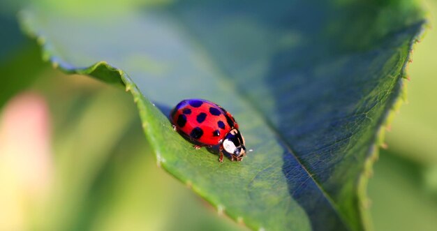 Red ladybird on the green leaf