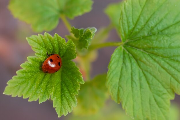 Red ladybug on a green carved leaf on a sunny day