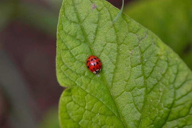 red ladybug on green eaten leaves on a sunny summer day