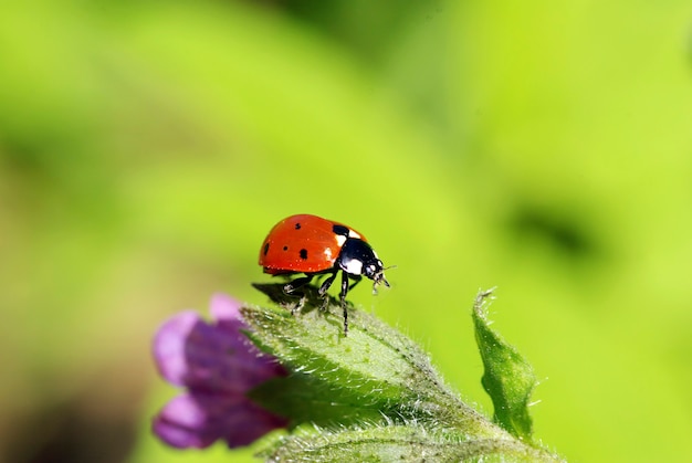 Red ladybug on green grass isolated on green