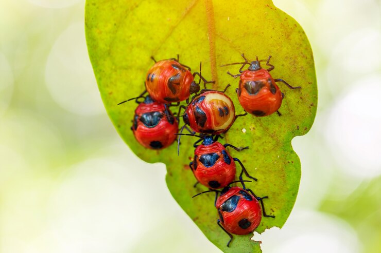 Photo red ladybug on green grass