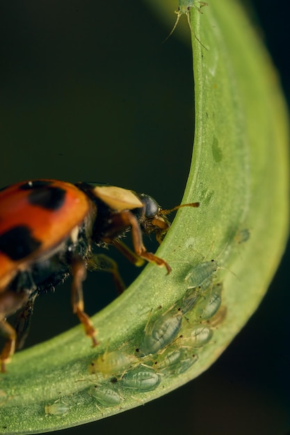 Red ladybug on green grasses