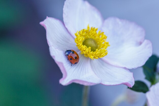 Red ladybug sitting on a white anemone petal on a sunny summer day