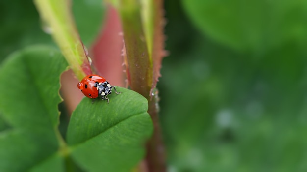 Red ladybug with a drop of dew on the back on a green clover leaf, horizontal macrophotography of an insect in nature, a blurred background with a small depth of field, free space for text