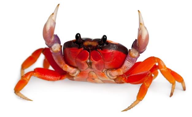 Red land crab, whitespot crab, Halloween crab, moon crab, mouthless crab or harlequin land crab - Gecarcinus quadratus