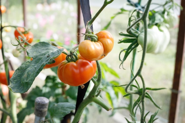 red large tomatoes in a greenhouse in the garden