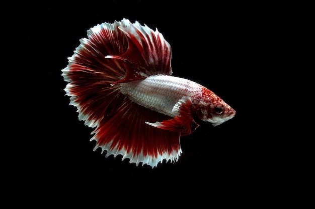 Red lavender halfmoon betta fish on black background