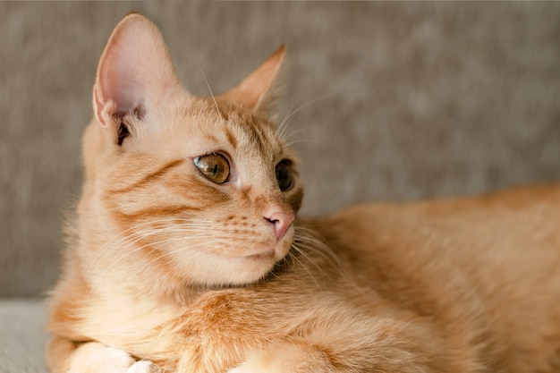 Red lazy cat lie on sofa