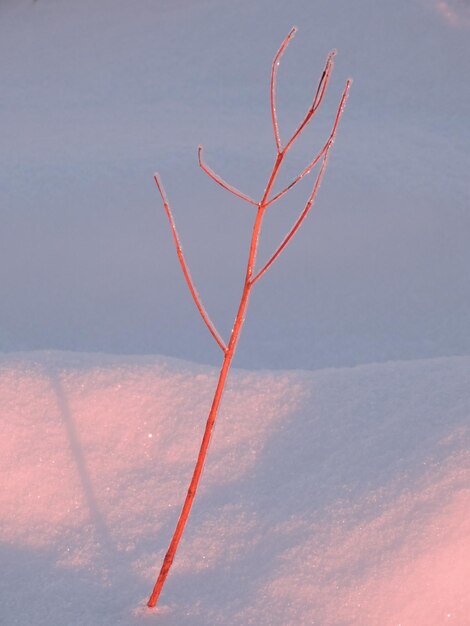 Foto foglia rossa contro il cielo