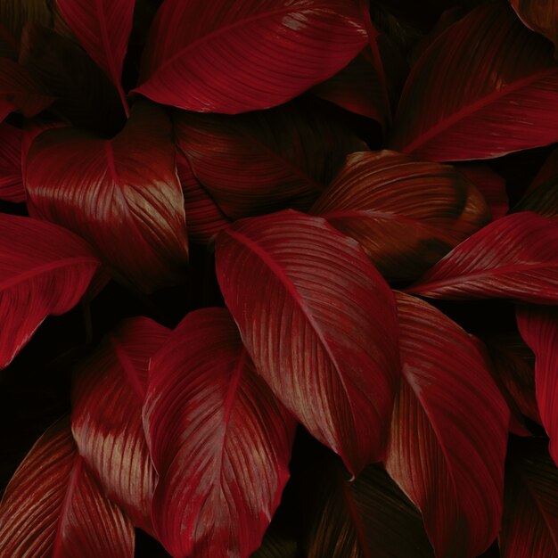 red leaf background nature background concept