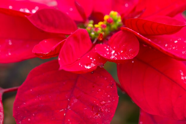 クリスマス植物の赤い葉。