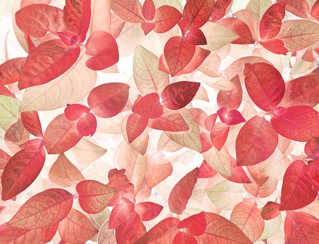 Red Leaf Foliage Background