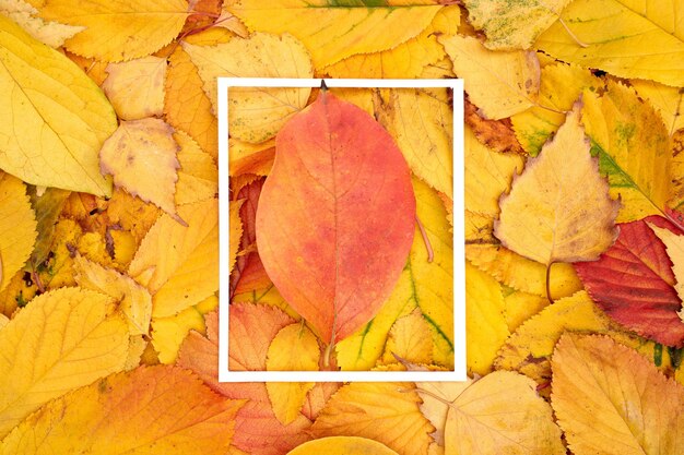 Red leaf lies in the center of a thin vertical white frame against the background of fallen leaves