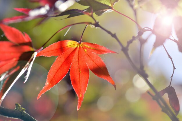 Red leaf of a maple