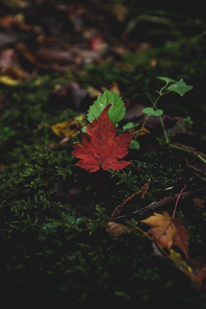 A red leaf in the moss on the ground