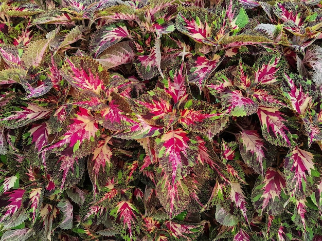 Red leaf nature plants