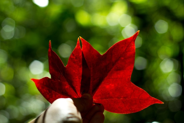 Red leaf on poor lighting in green forest background.