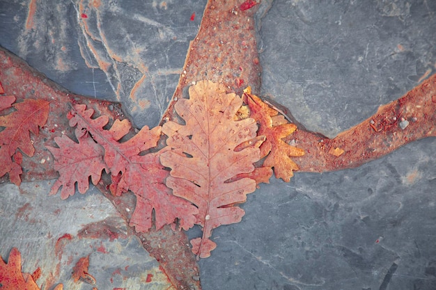 red leaf on the stone