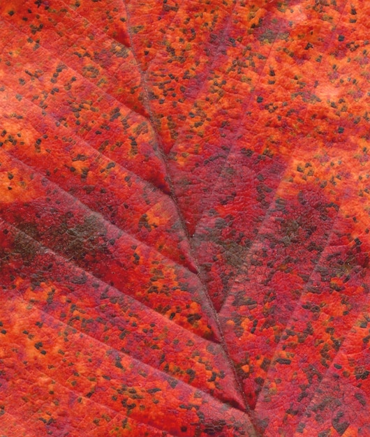 赤い葉のテクスチャ