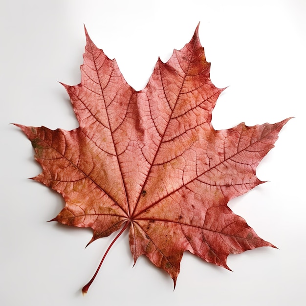 A red leaf that has the word maple on it