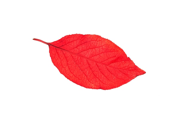 Red leaf of tree isolated on white background
