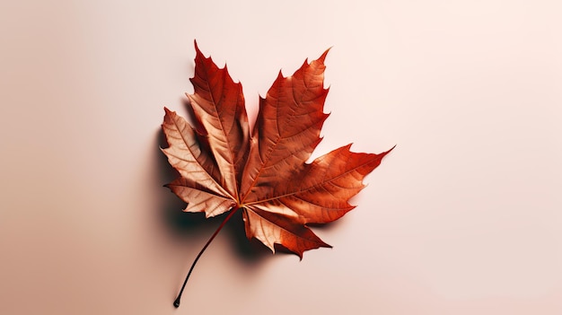 A red leaf on a white background