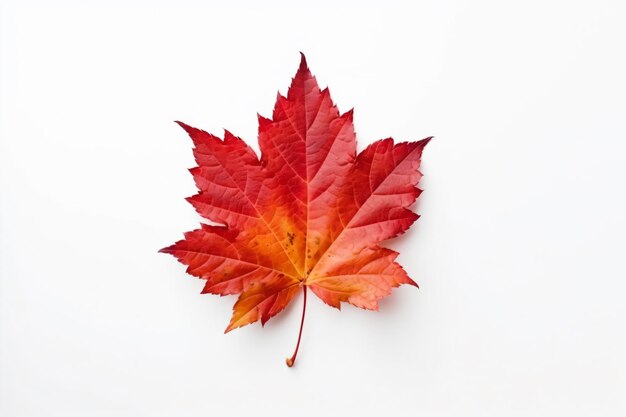 Photo a red leaf on a white surface