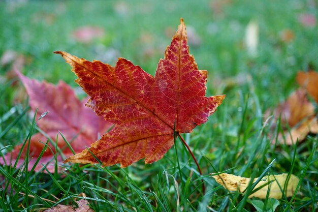 Red leaf with autumn colors in autumn season