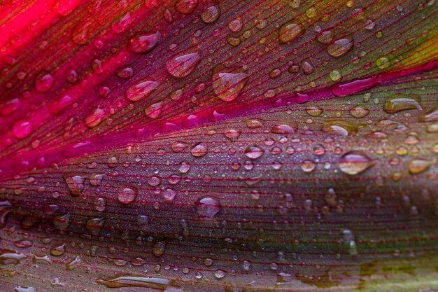 Red leaf with water droLeaf with raindrops closeup